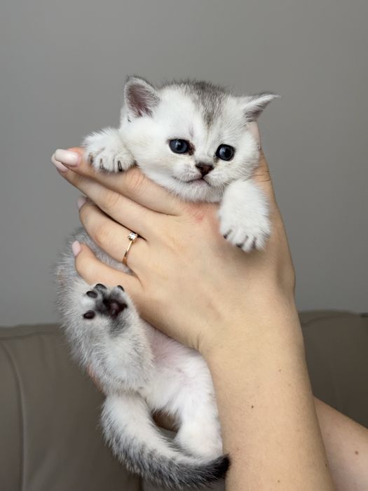 Продаються шотландські кошенята шиншили