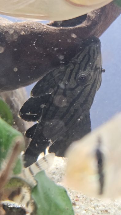 Vendo pleco L191