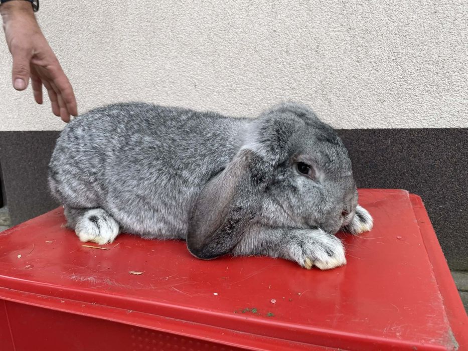 Królik Baran Francuski Szynszyl