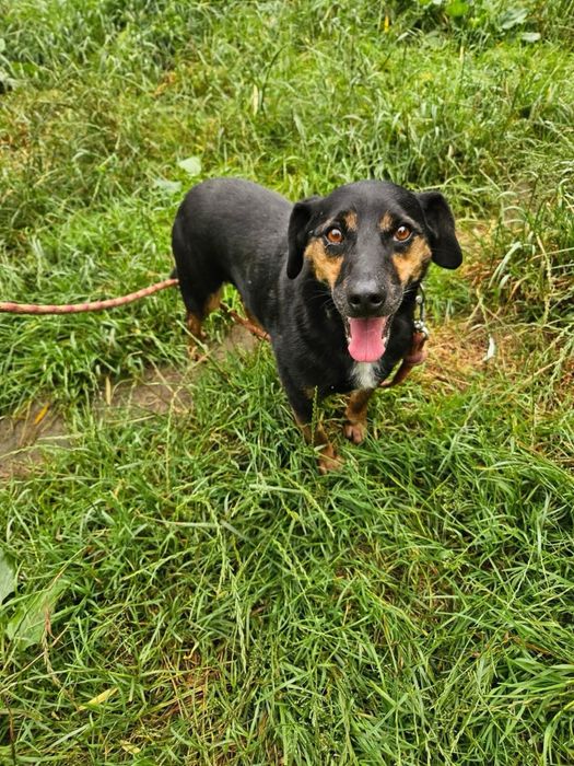 Pies do adopcji 6 lat