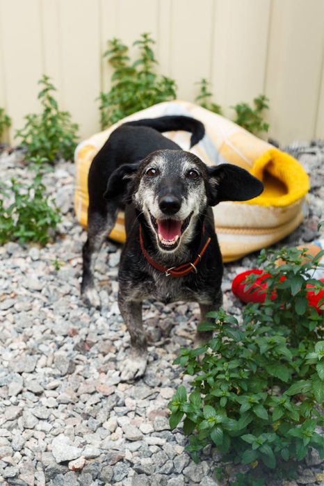 Віддаємо собачку Жулі