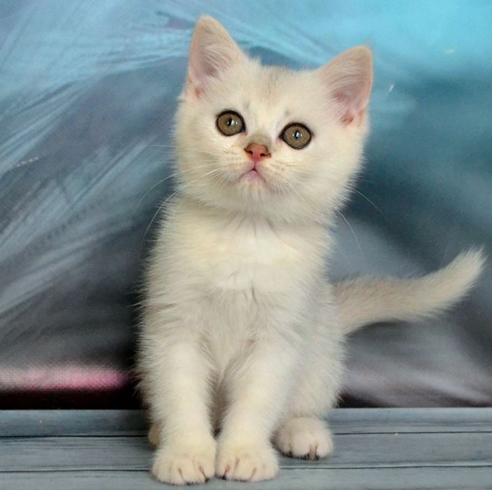 Нiжна дiвчинка та хлопчина - срiбляста шиншила