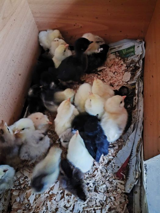 Pintos leghorn branca