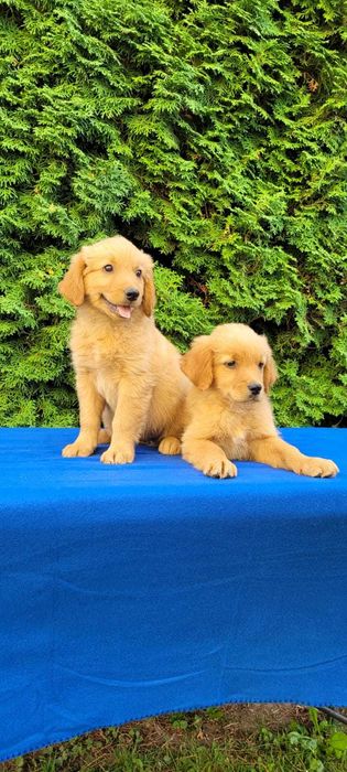 golden retriever