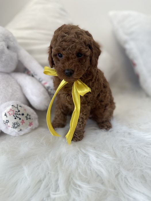 VIP Той-Пуделі  чарівні крихітки чекають на вас