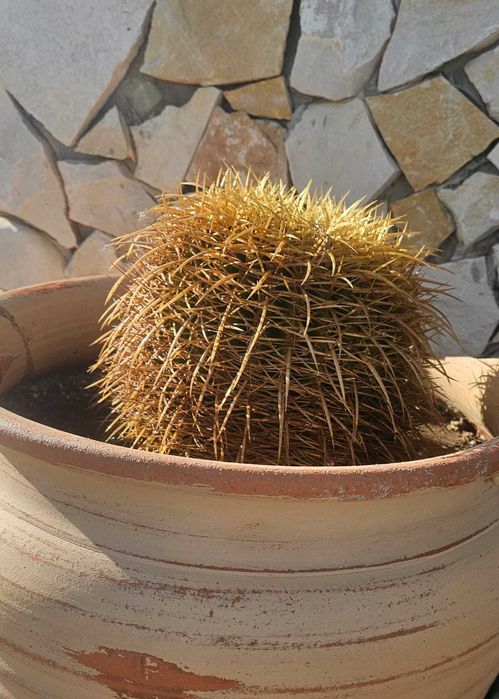 Cactus 25cm diametro - (Assento da Sogra)