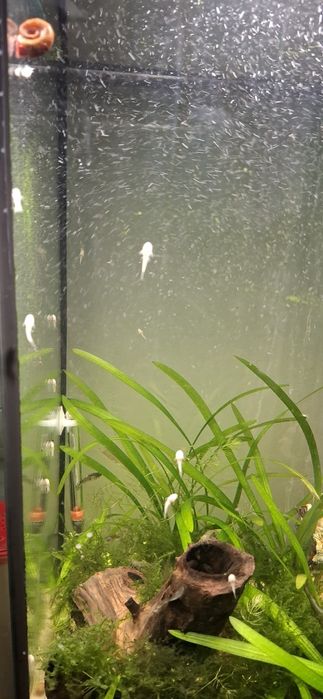 Анциструс гуппі та креветка