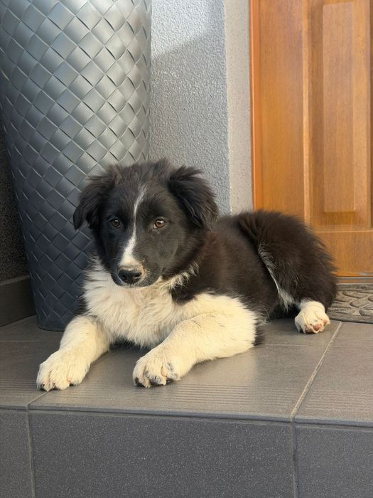 Border collie suczka