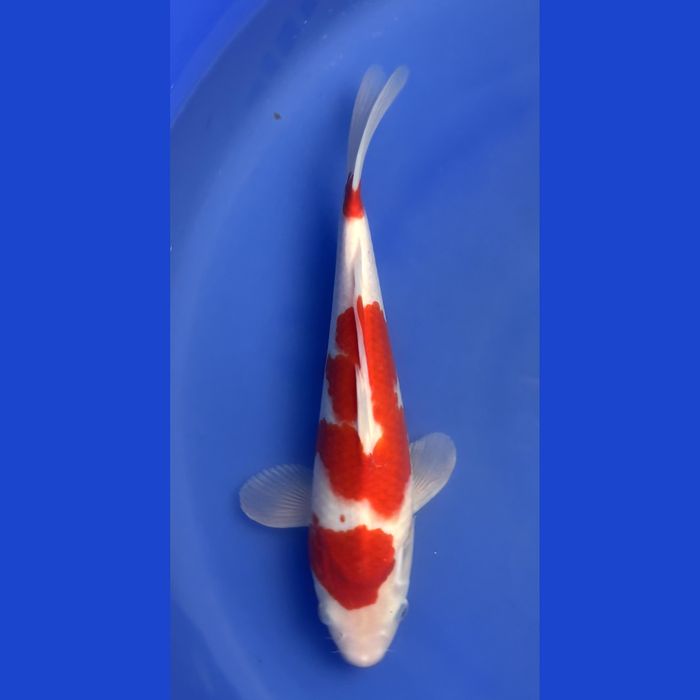 Japońskie karpie koi - WYSYŁKA Wierzchucice