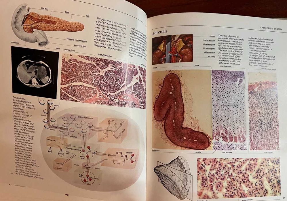 Оригинальное винтажное издание "Атлас анатомии The New Atlas of the Human Body" (1980) на английском