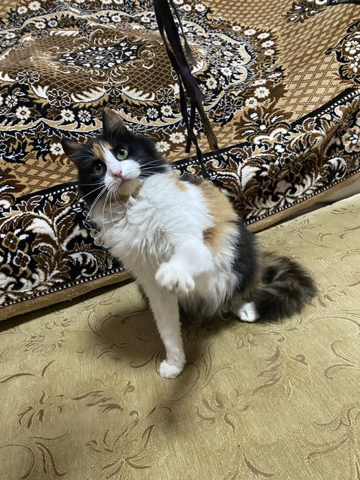 Трех цветная кошка ( калико), НУЖДаЕТСЯ в заботливих руках, охотница