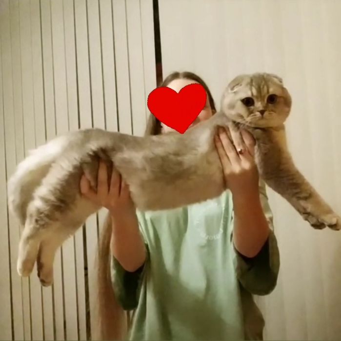 Вязка. Шотландский кот