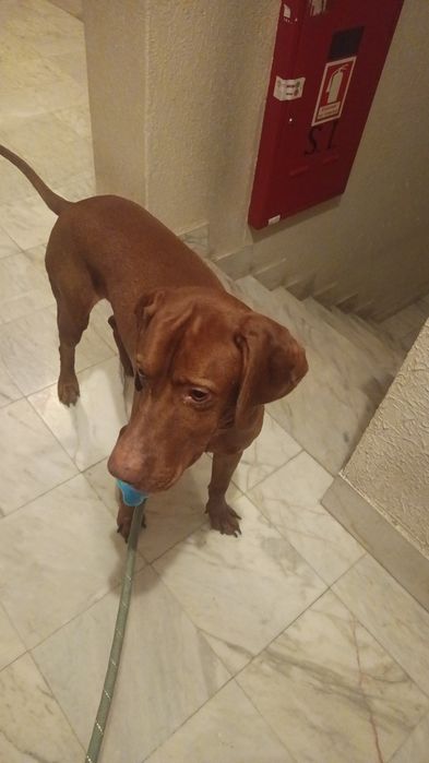 Dog Walking / Petsitting