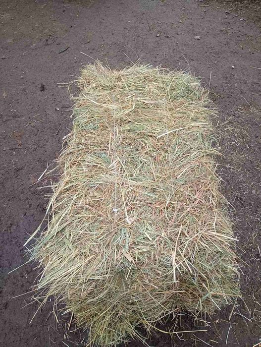 Продам тюки сіна