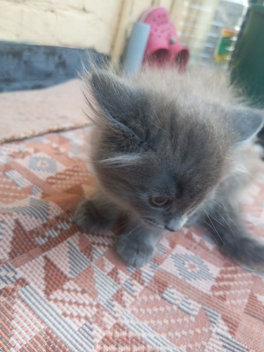 Відам котяь чорний хлопець сіра дівчинка .