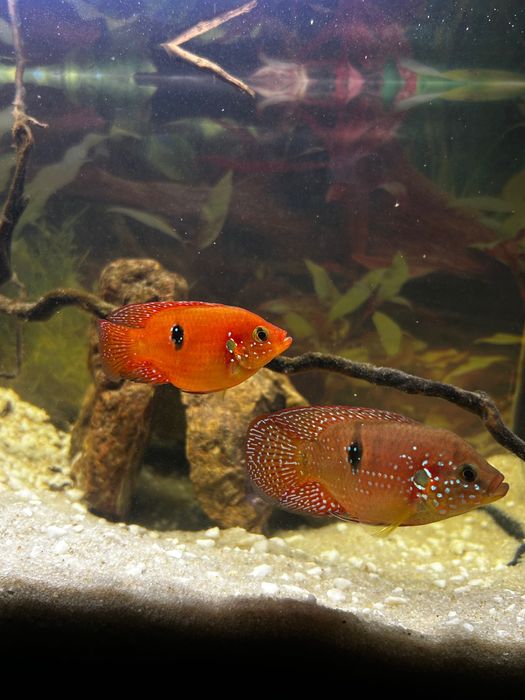 Ciclideos Acará joia body short (raro)