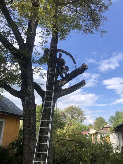 Зрізання, спилювання, валка, обрізка дерев, розчищення ділянок