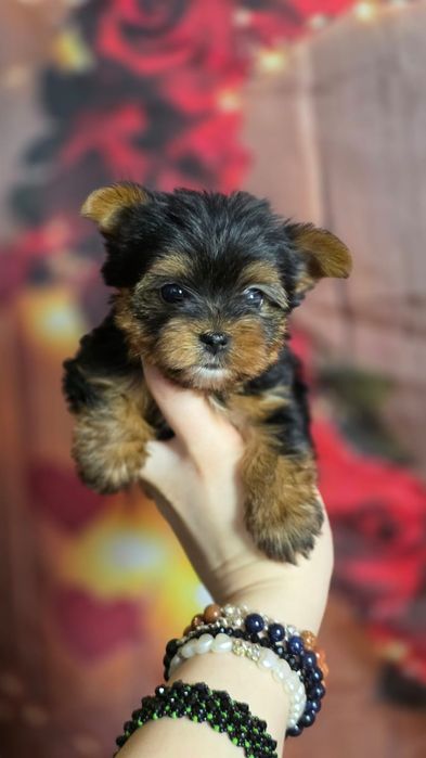 MINI XXS uroda laleczki wyjątkowy chłopiec maluszek Yorkshire Terrier