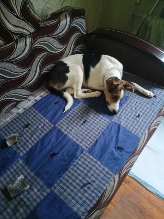 Отдам помесь Джек-рассел терьера