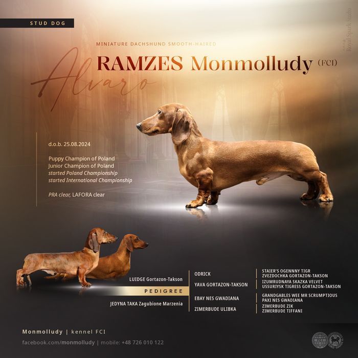Jamnik krótkowłosy miniaturowy reproduktor