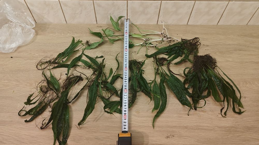 Microzorium duże Żabienica