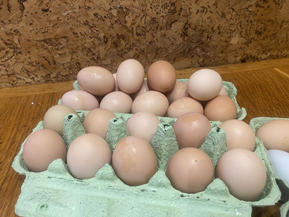 Продам справжні домашні яйця від власних курей.
