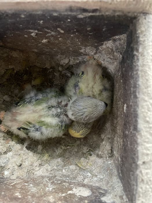 Roseicollis bebés para criar à mão/domesticar