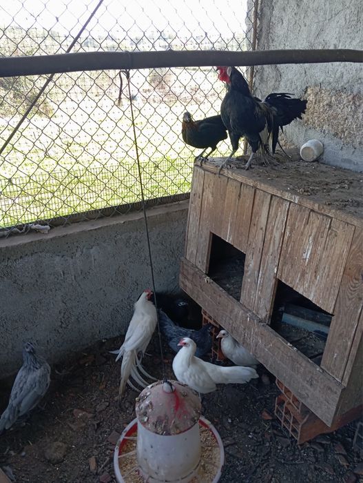 Galinhas Fénix , casal ou separado