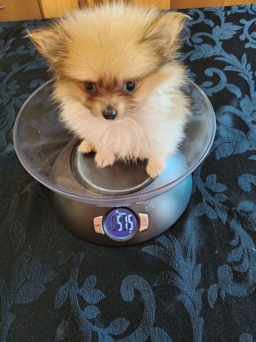 Spitz alemão menino mini