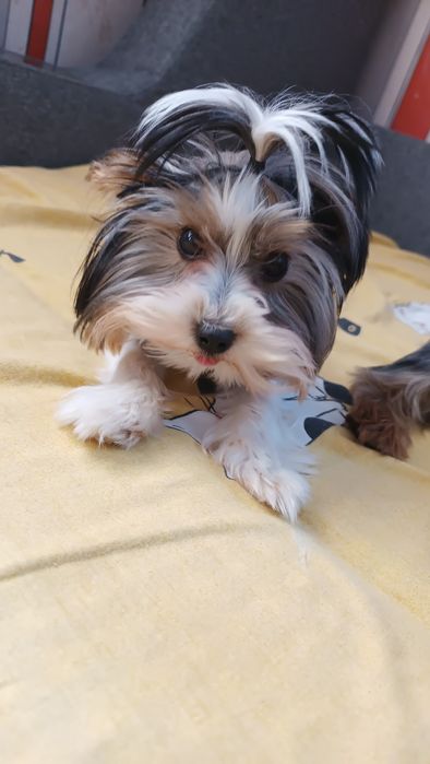 Бронювання цуценят Йорширського терьєра.