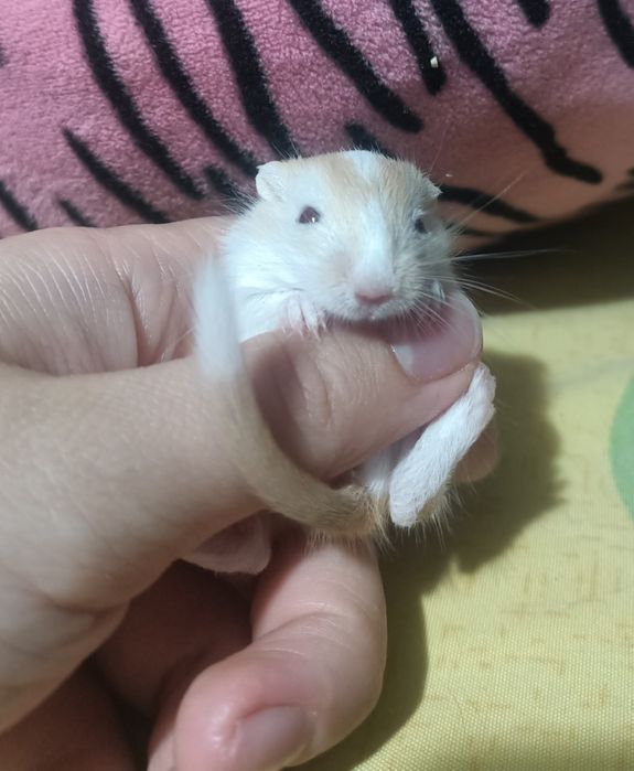 Мишки,Піщані мишки