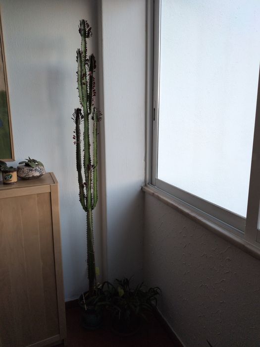 Vendo cato com 1,90m