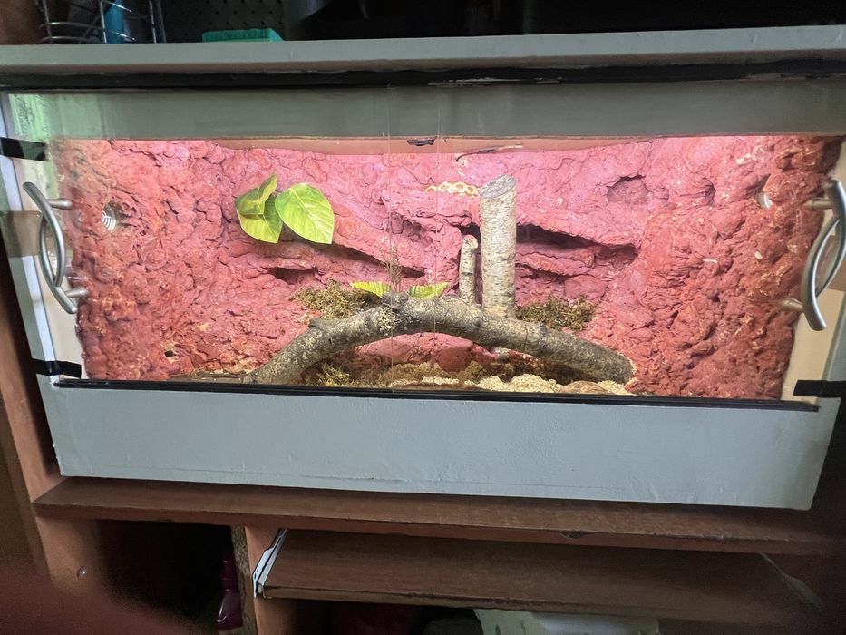 Wąż zborzowy +terarium