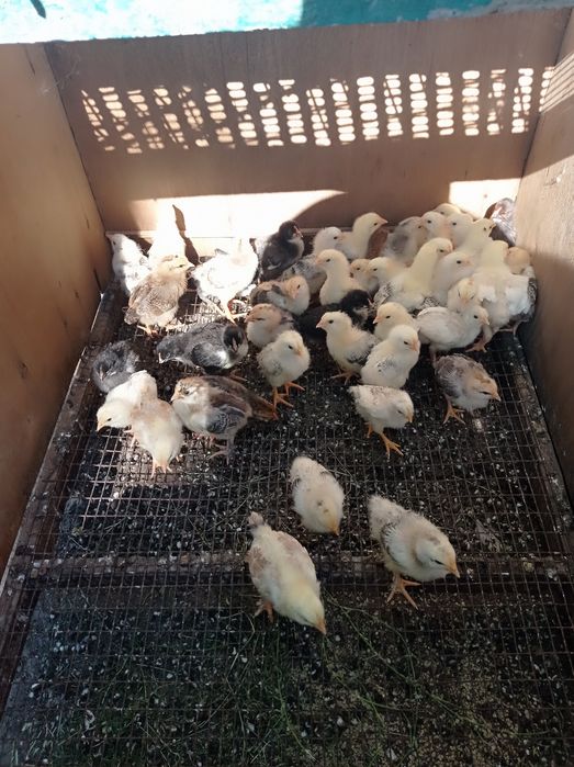 Домашні курчата.(21день)