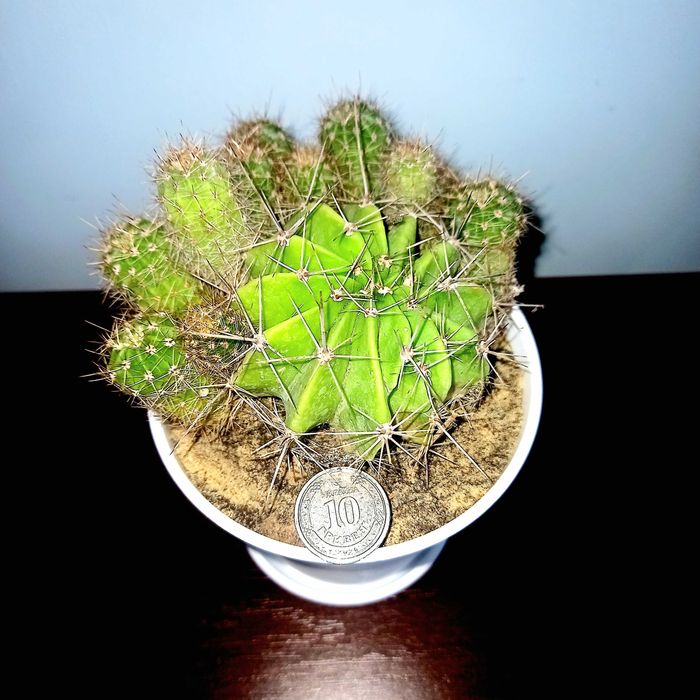 Кактус,cactus,кімнатна рослина