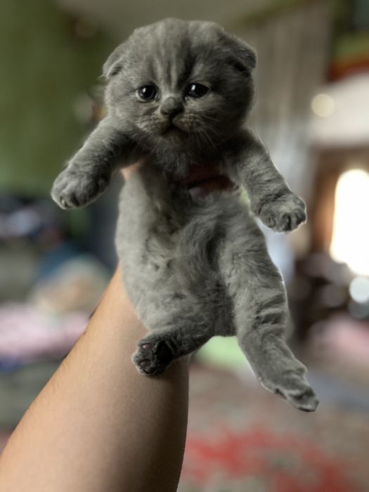 Шотланські кошенята