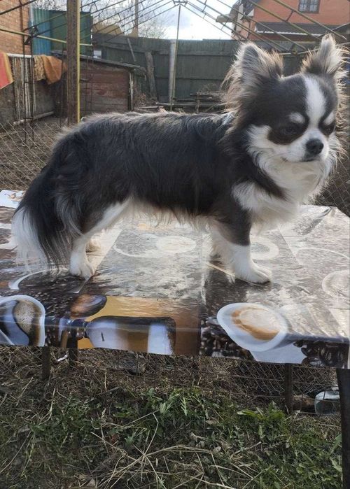 Мальчик чихуахуа  Готов к вязке с достойными невестами.