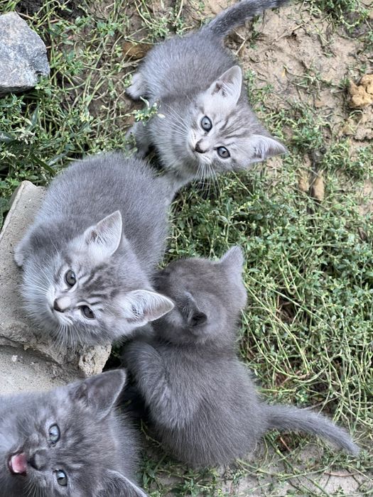 Котенята полубританців