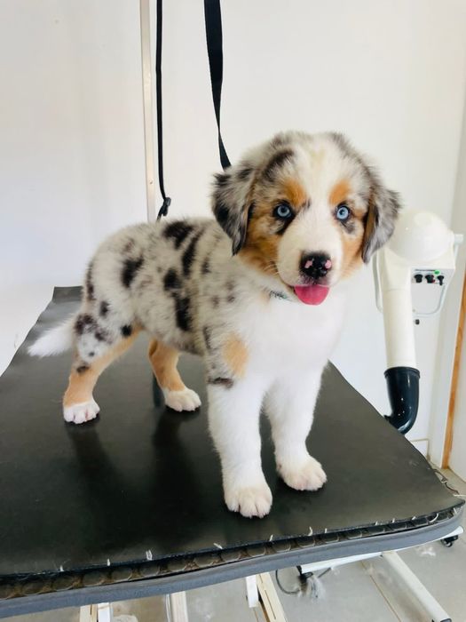 Pastor australiano com LOP