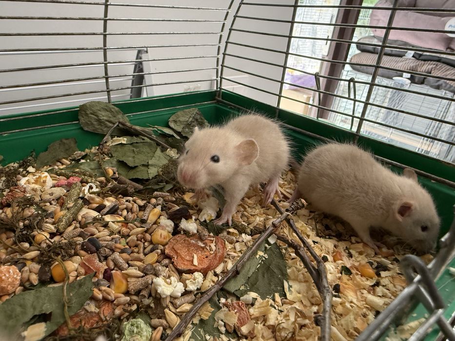 Крыски Дамбо (очень ручные, разные окрасы)