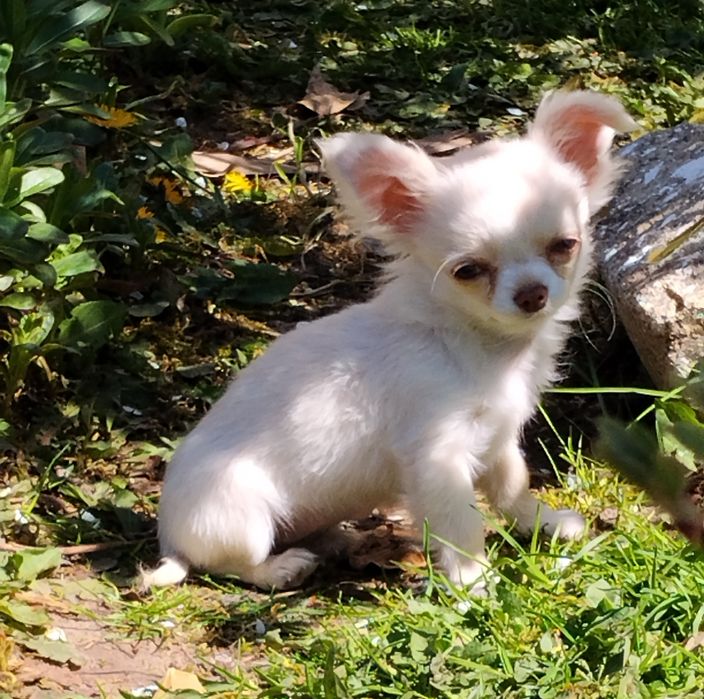 Śliczna chihuahua xxs dziewczynka najmniejsza