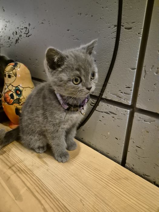 Piękna Szkocka kotka