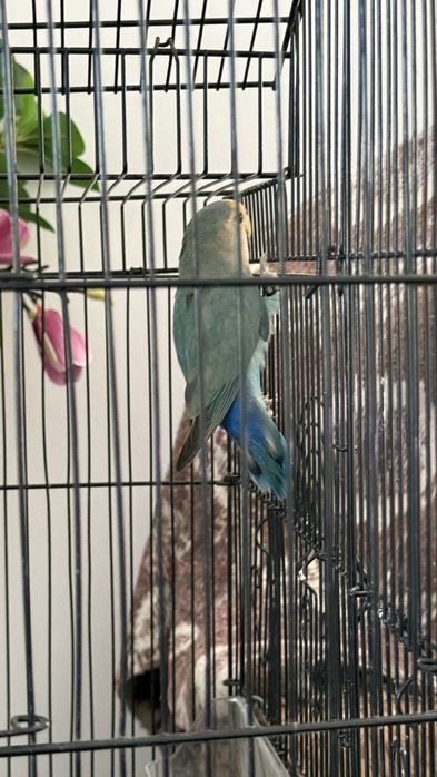 Agapornis  macho com gaiola