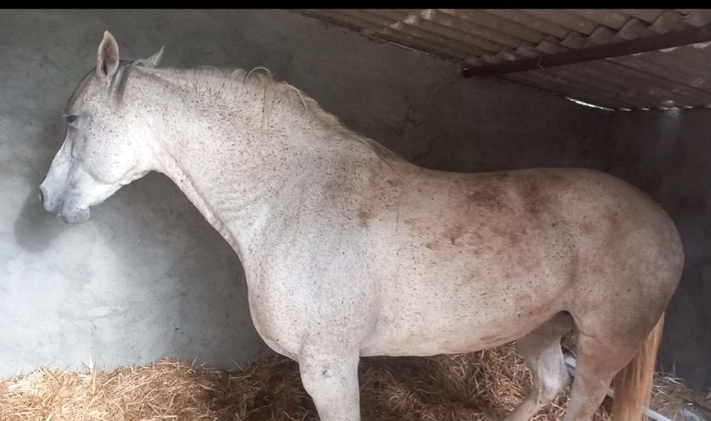 Egua espanho arabe