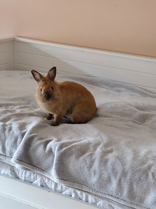 Oddam królika tylko w dobre ręce