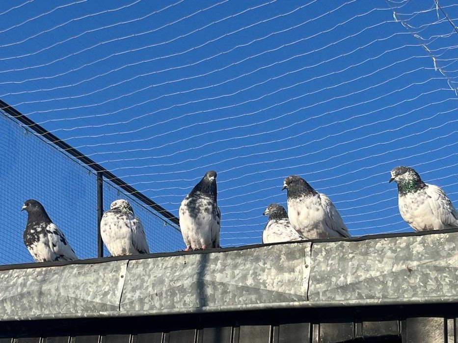 Tiplery pakistańskie