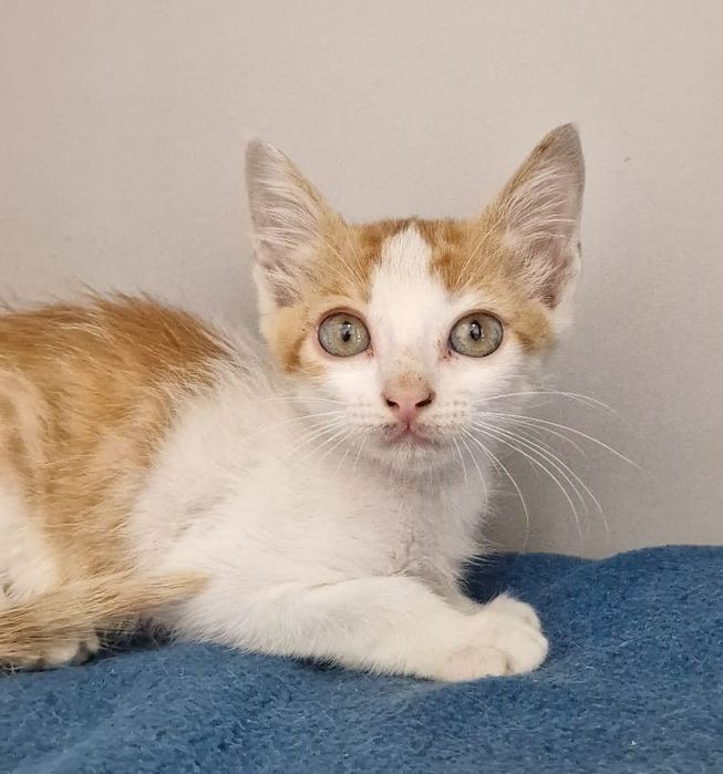 Croquete-  gato bebé para adoção responsável