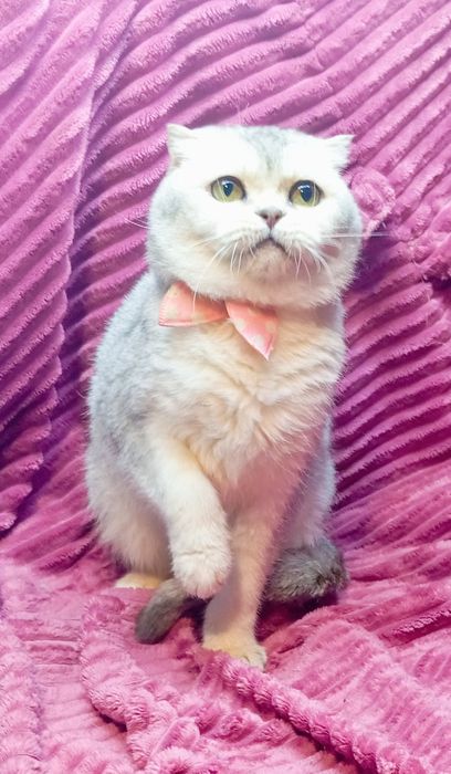 Шотландская серебристая шиншилла кошечка