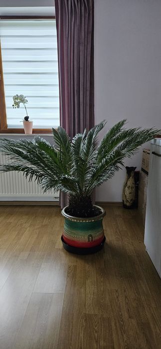 Sprzedam kwiat Cykas