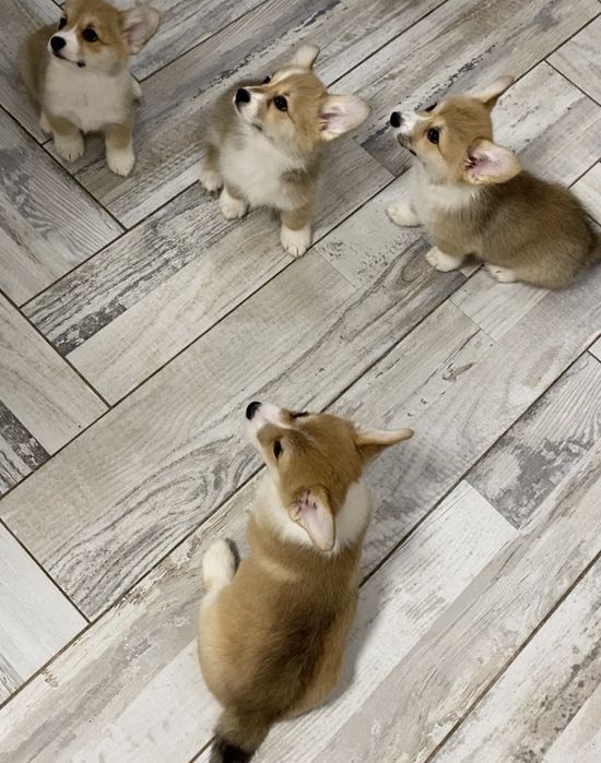 Вельш корг, малята